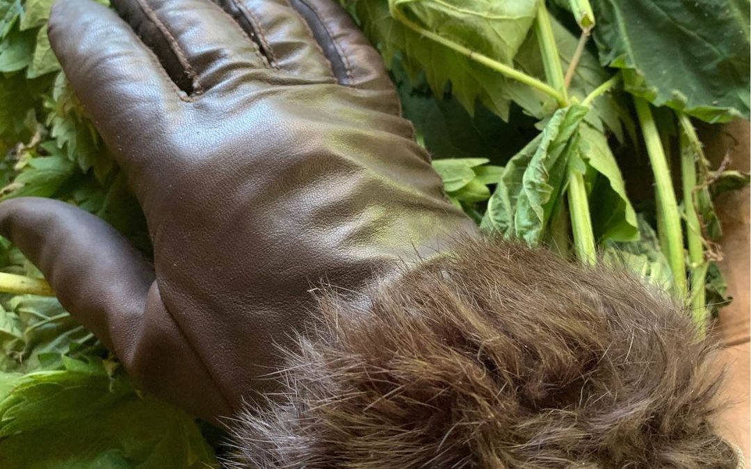 Nettles and Black Leather:  An Ode To the Animacy of Clothes